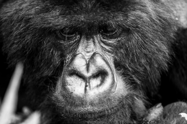 Rwanda Gorilla Trek